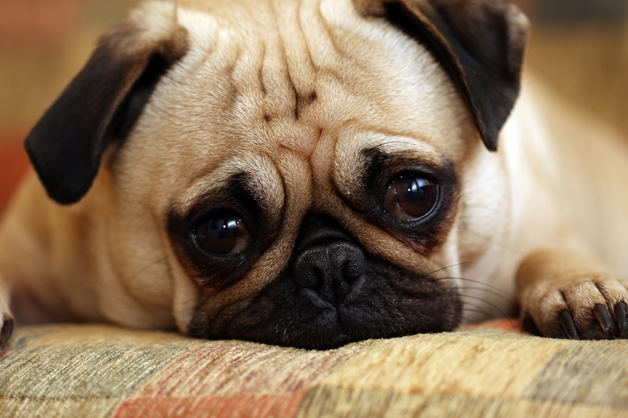 Ludzie potrafią zrozumieć emocje psów dzięki ich mimice. Którą rasę najłatwiej rozszyfrować? / fot. Michelle Kelley Photography/Getty Images