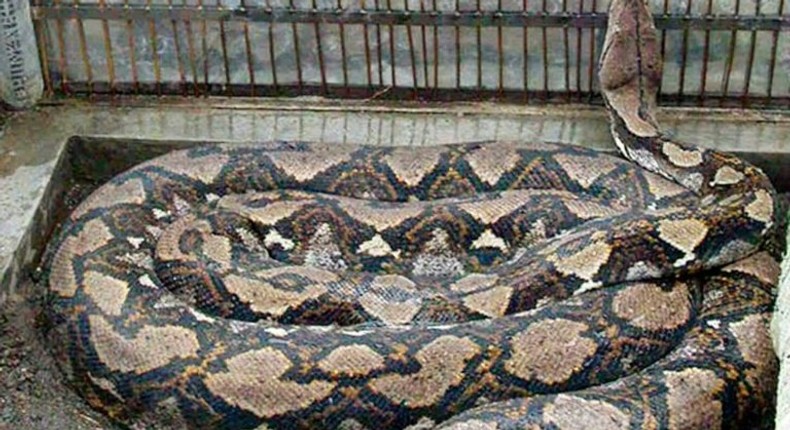 Pythons, which regularly top 20 feet, are commonly found in Indonesia and the Philippines