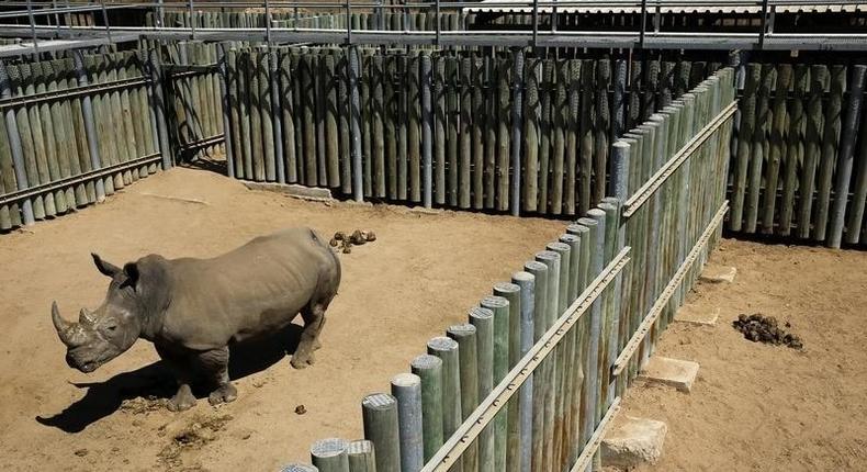 A rhino is kept in an enclosure at the Kruger national park in Mpumalanga province August 26, 2014. REUTERS/Siphiwe Sibeko
