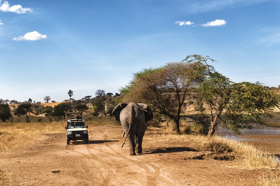 Safari w Tanzanii