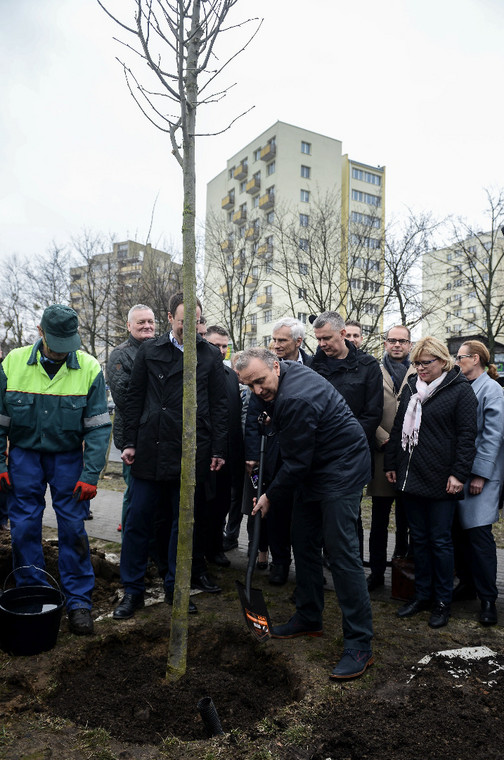 Grzegorz Schetyna wraz z posłami PO sadzi drzewa w Warszawie