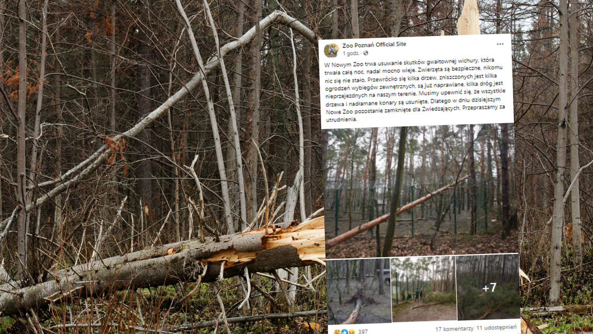 Poznań. Zniszczenia w ogrodzie zoologicznym — Nowe Zoo zamknięte