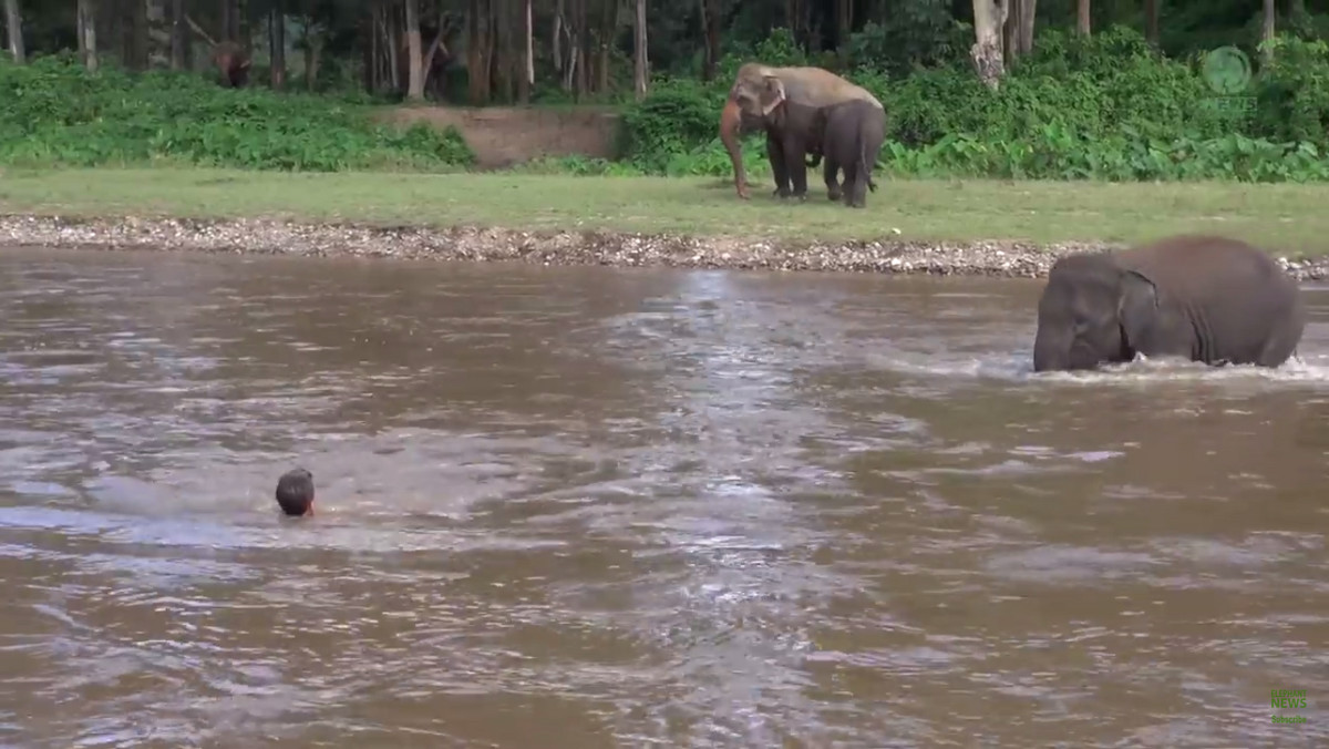 O tym, że słonie to niezwykle mądre zwierzęta wiadomo od dawna. Teraz potwierdziła to 5-letnia słonica Kham Lha z Tajlandii. Gdy zauważyła swojego opiekuna w wodzie, to natychmiast ruszyła mu na pomoc.