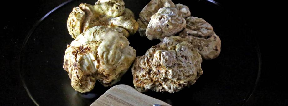 Italy, Alba: White truffles