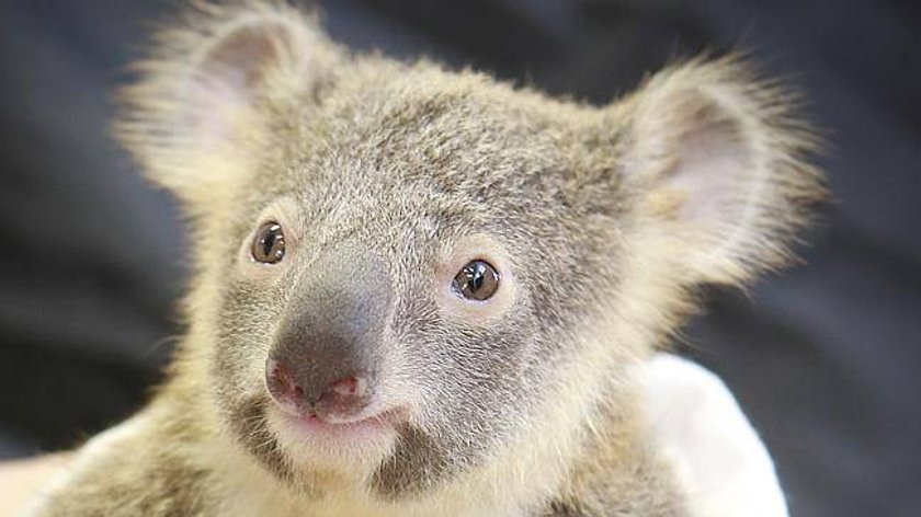 Mały koala przytula się do operowanej mamy