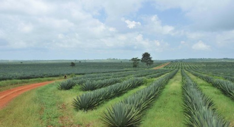 A Sisal Plantation In Tanzania. (TripAdvisor)