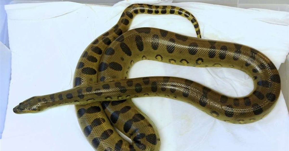 Szok! Z sedesu wyszła 2-metrowa anakonda!