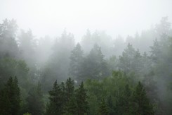 Ciało dyplomaty poszukiwanego od maja znaleziono w lesie