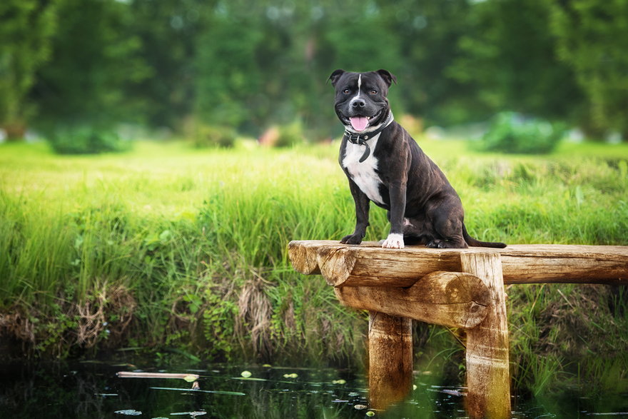 Staffordshire bull terrier