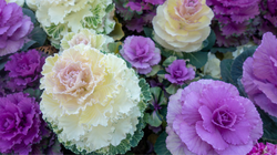 Chryzantemy pójdą w odstawkę. Ta roślina przetrwa całą zimę