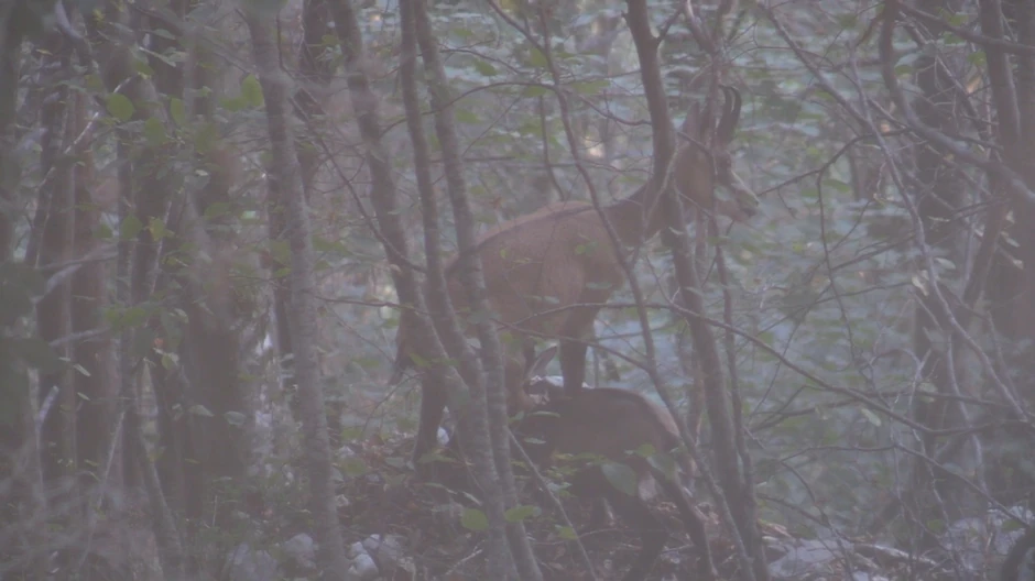 Bajina Bašta lov na divokoze
