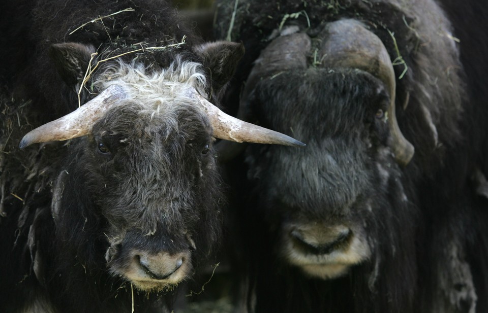 WARSZAWA ZOO WOŁY PIŻMOWE