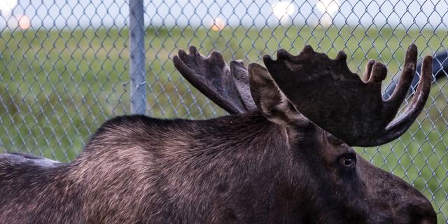A moose was killed after wandering onto a Connecticut airport, and people  are asking why it wasn't relocated instead | Business Insider Africa