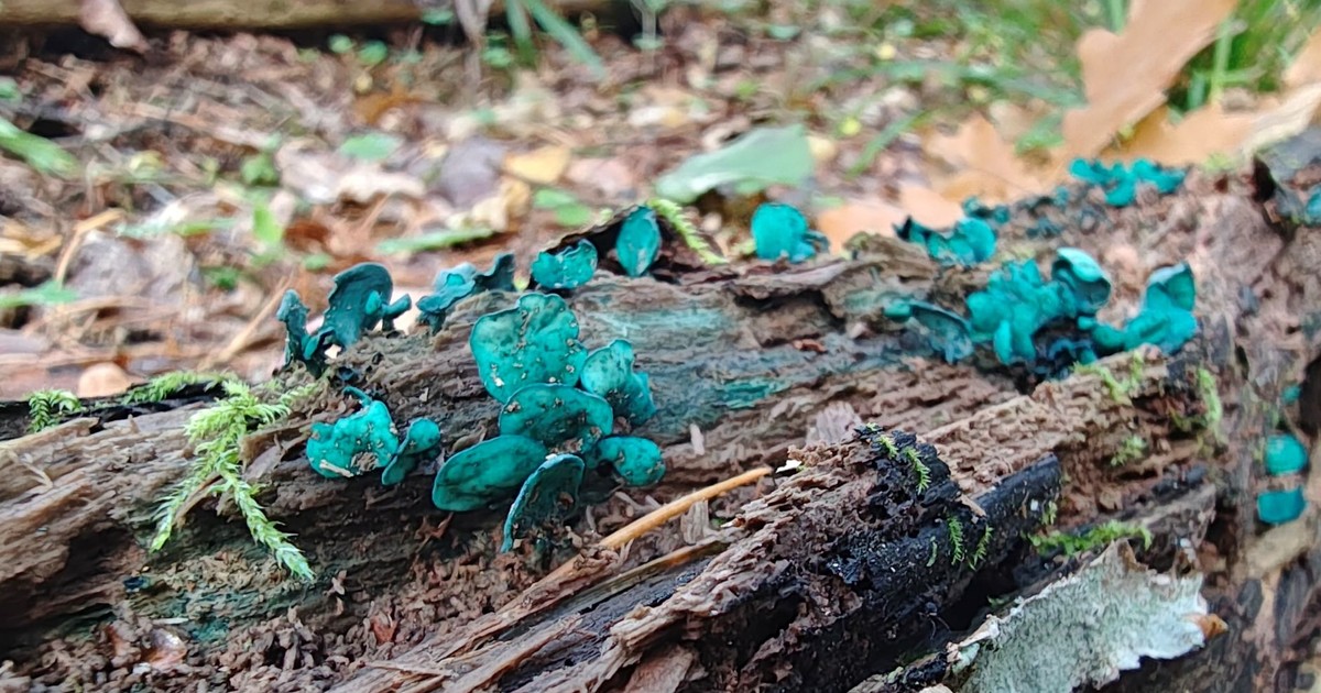 Wrzucili zdjęcie leśnego fenomenu. Internauci wpadli w zachwyt. "Cuda natury!"