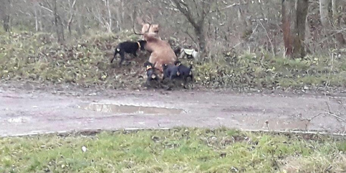 Brutalny atak na polowaniu. Psy zagryzły jelenia na oczach dzieci