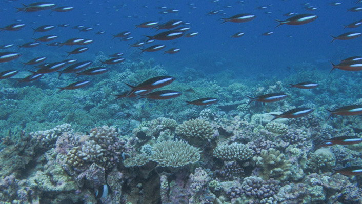 FRafa koralowa z archipelagu na Oceanie Indyjskim