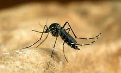 Groźny wirus przenoszony przez komary. Jak objawia się czikungunia? [NOWA PANDEMIA?]