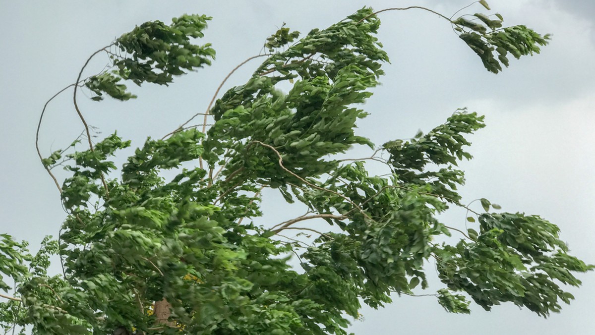 Instytut Meteorologii i Gospodarki Wodnej ostrzega w piątek przed silnym wiatrem w części powiatów województw: pomorskiego, zachodniopomorskiego, opolskiego i dolnośląskiego. Ostrzeżenie jest pierwszego stopnia, najniższe w trzystopniowej skali.