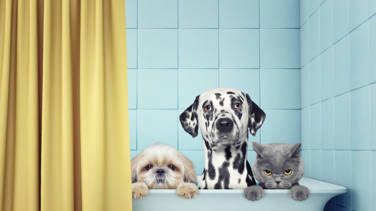 two dogs and cat in the bath