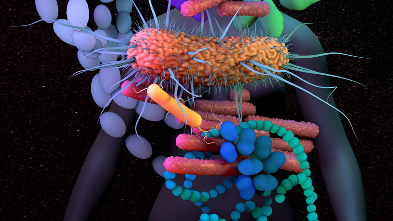 Koronawirus Uszkadza Zdrowy Mikrobiom Jelitowy Czym To Grozi Dziennikpl 4452
