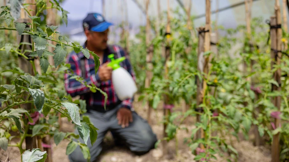 Fotografija iz arhive: Aluminijum fosfid se koristi za zaštitu useva od insekata | Foto: Getty Images