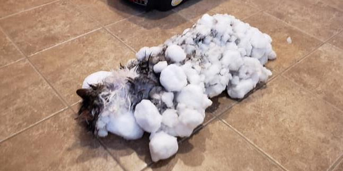 Kot został znaleziony w zaspie śniegu. Miał zamrożoną sierść i był wychłodzony. 