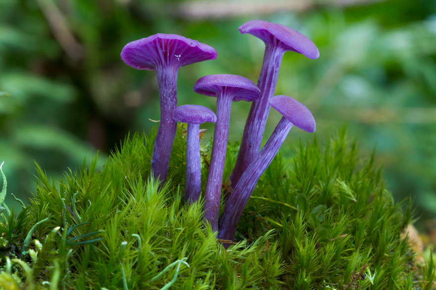 Lakówka ametystowa (Laccaria amethystina)