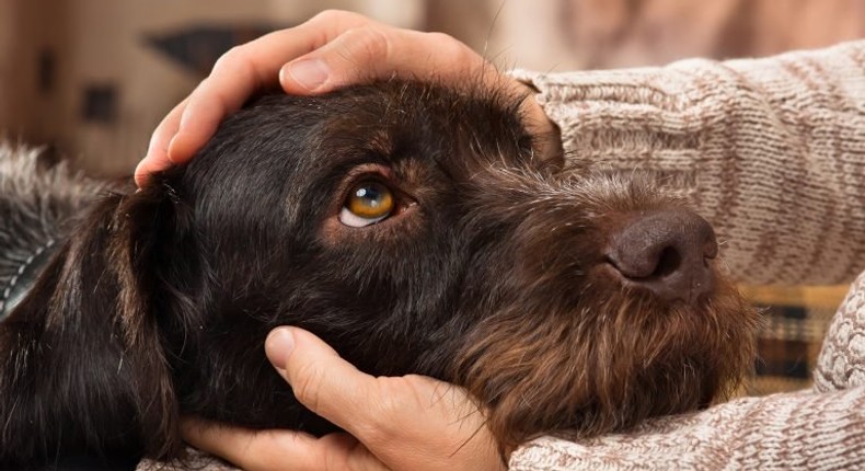 5 unbelievable sicknesses you can get from your dog. [helpguide]