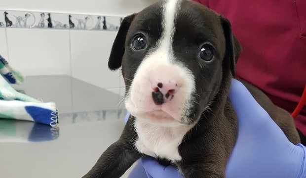 Beni Basura, štene bačeno u smeće prtscn PetPals GC