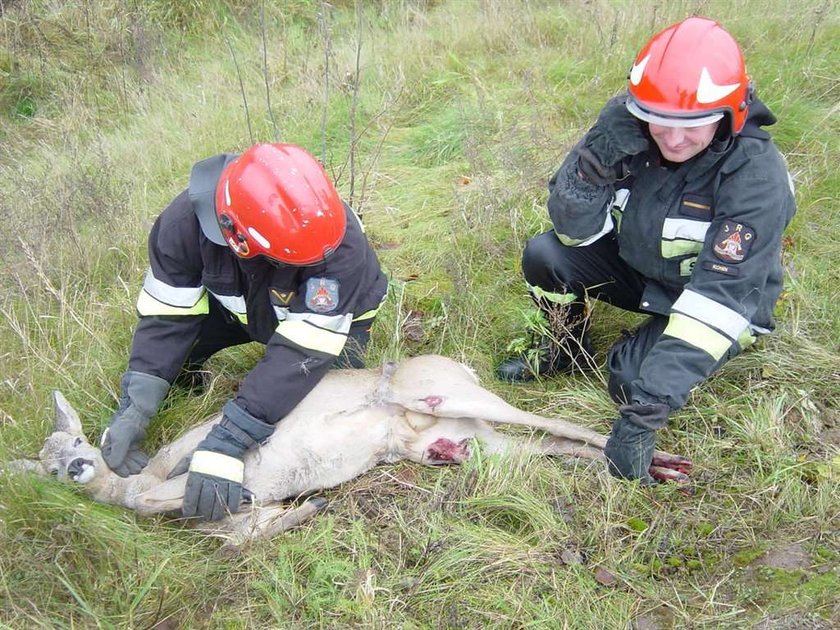 sarenka, jelonek, akcja ratunkowa