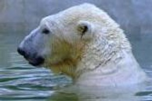 Arktyka: rosyjscy ekolodzy rozpoczęli monitoring życia białych niedźwiedzi