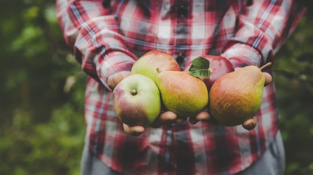 Trzy przepisy na dania z gruszkami