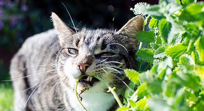 Cats have an unusual reaction to catnip [Medium]