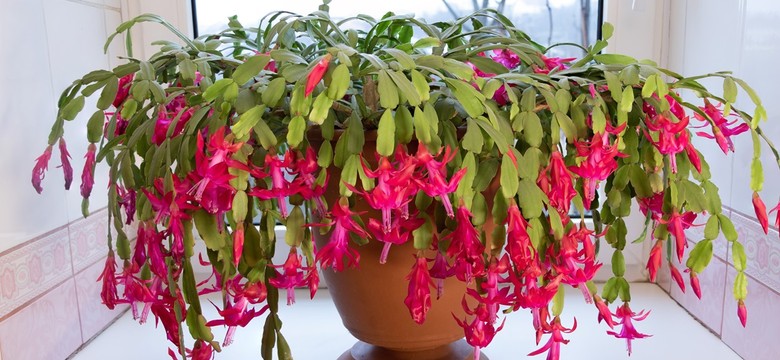 Co zrobić, aby grudnik zakwitł na Święta Bożego Narodzenia? Nazwa kaktus bożonarodzeniowy zobowiązuje