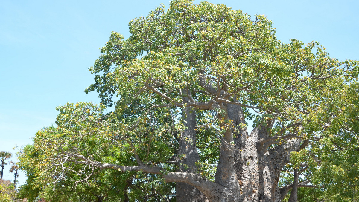 Jego owoce zawierają 10 razy więcej witaminy C niż pomarańcze, zatrzymują procesy starzenia i wpływają na spalanie tłuszczu w organizmie. Baobaby to drzewa, które rozgniewały Boga, dlatego posadził je korzeniami do góry.