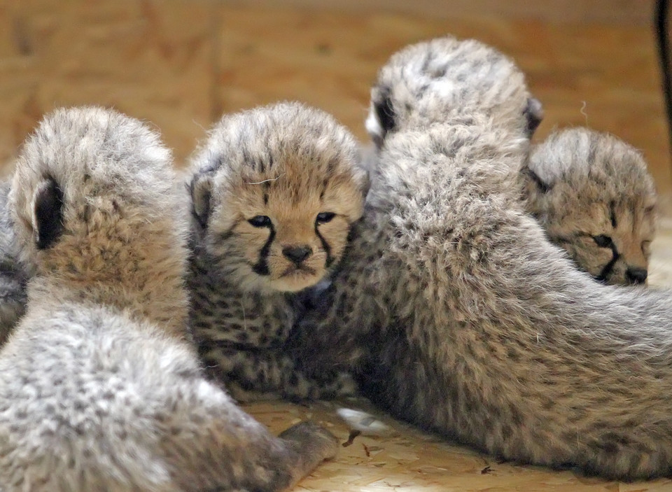 Młode gepardy w śląskim zoo