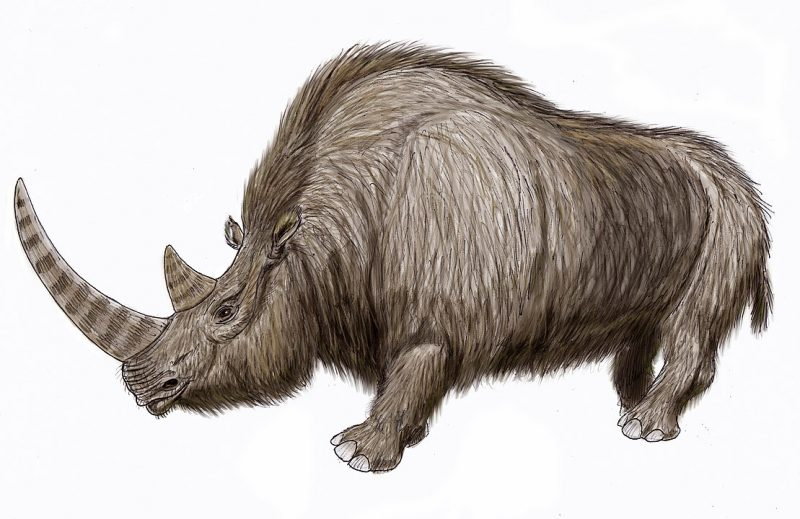 Rekonstrukcja nosorożca włochatego (Coelodonta antiquitatis), autor: ДиБгд / Wikimedia (CC BY-SA 4.0)