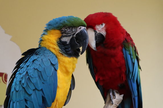 Niezwykle fotogeniczne papugi w Domu Kolumba w stolicy wyspy - Las Palmas