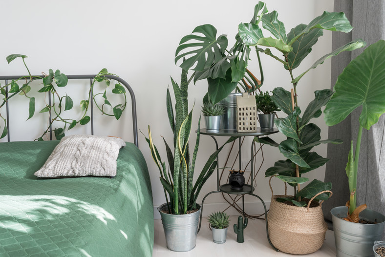 Do sypialni warto wybierać te rośliny, które dobrze oczyszczają i nawilżają powietrze
