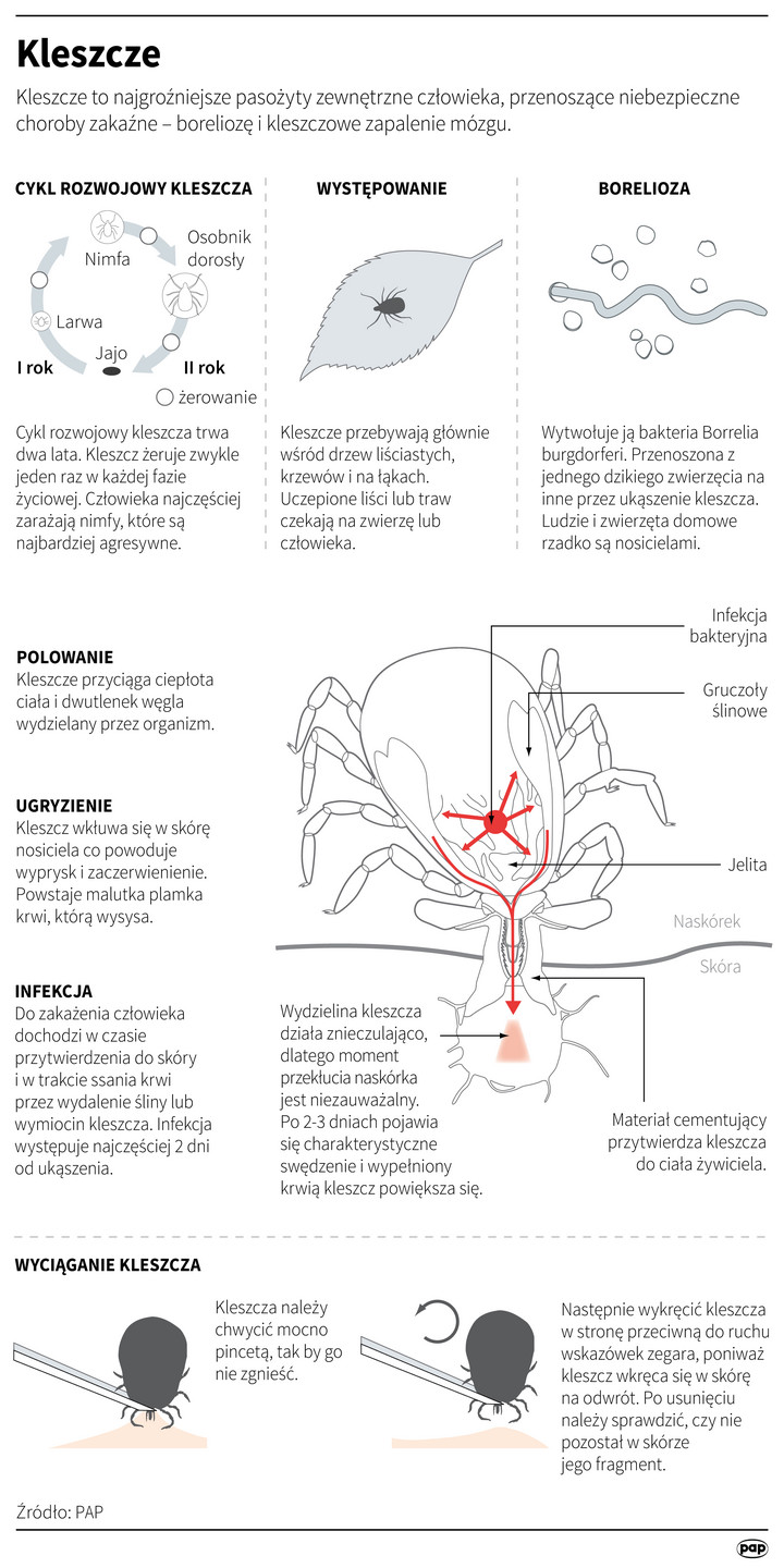 Infografika: Kleszcze