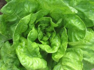 774060-salad-d000000841406512059e8