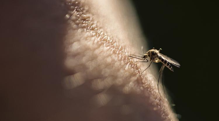 Így küzdhetsz meg a szúnyogokkal. Fotó: Getty Images