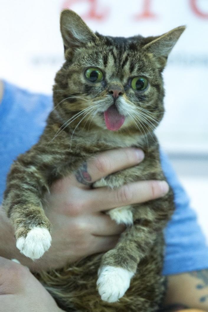 Lil Bub (Fotó: Profimedia/Reddot)