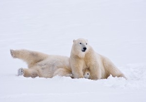 Polarni medvedi