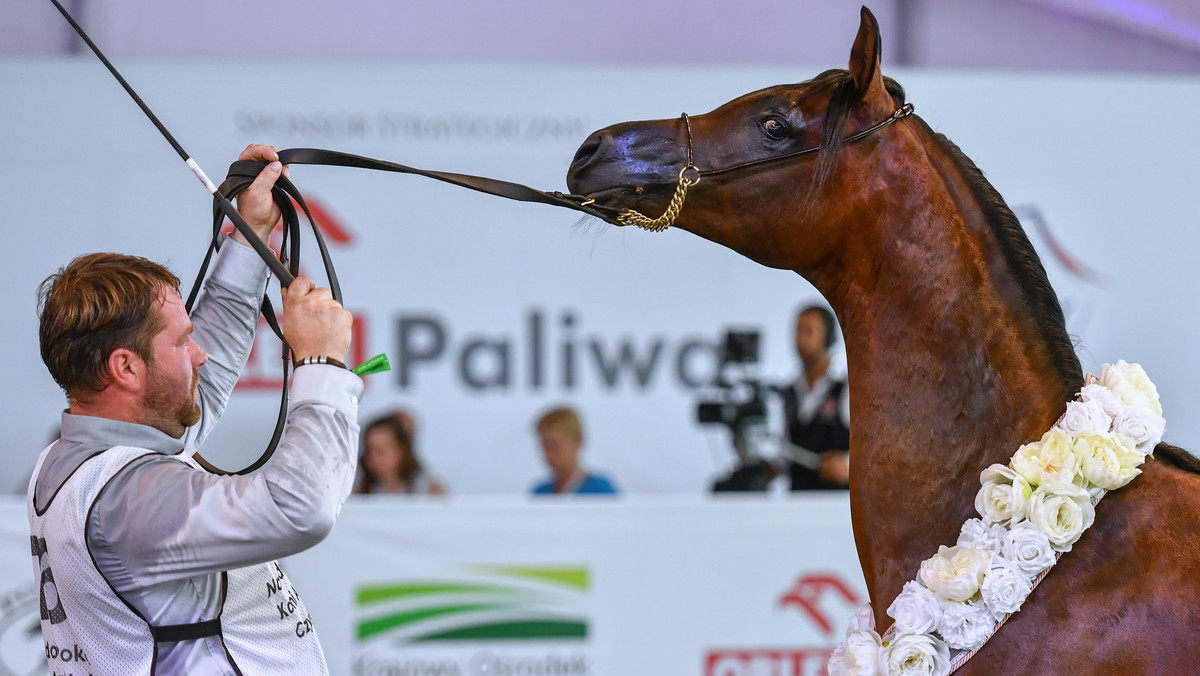 Ogier Badian PA podczas Narodowego Pokazu Koni Arabskich Czystej Krwi w Janowie Podlaskim