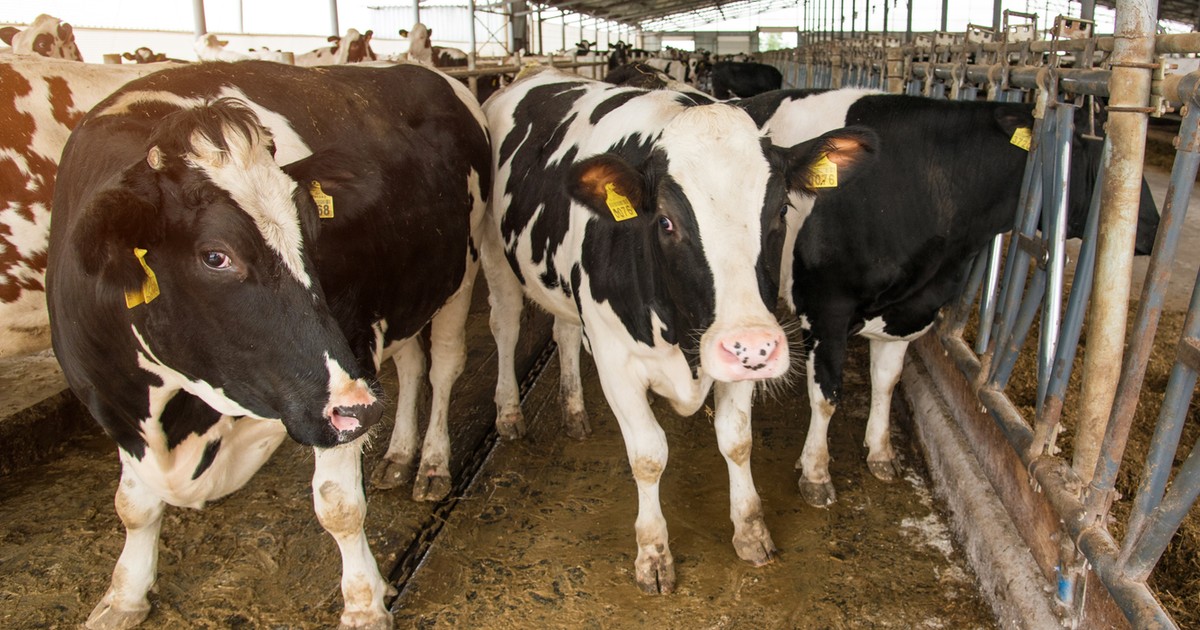 Nowa zaraza dotarła do Polski. Jednym z objawów jest niebieski język