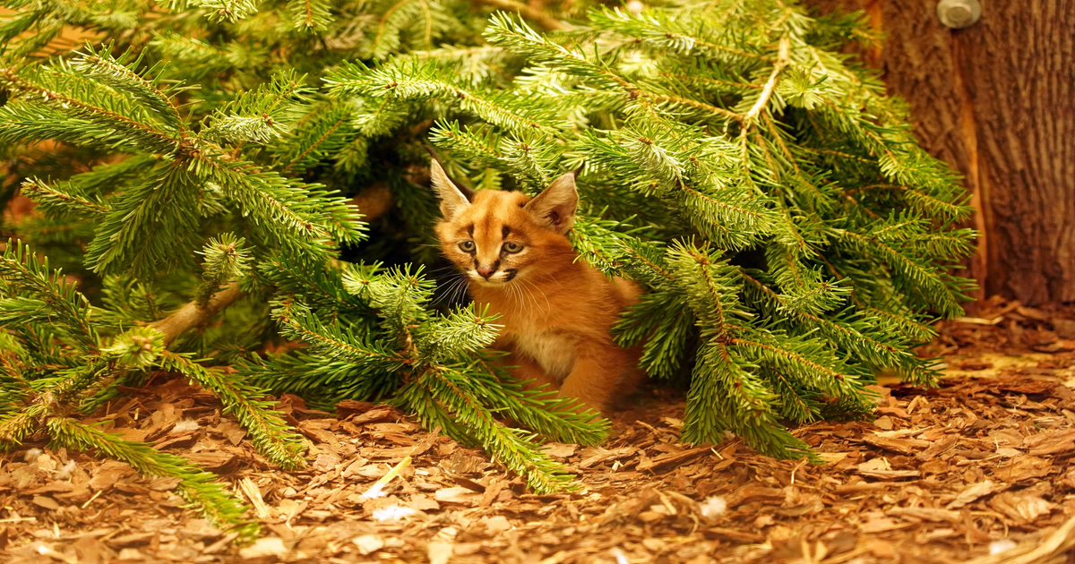 Nachwuchs im Zoo Dresden: Karakal-Kater Karlos tapst zum ersten Mal ins Freie