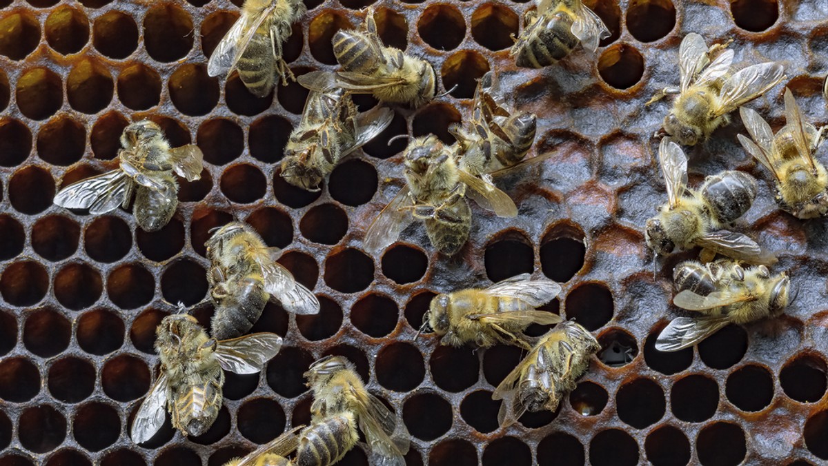 The Bartlett Bee Whisperer pokazał gniazdo pszczół. Było w ścianie domu