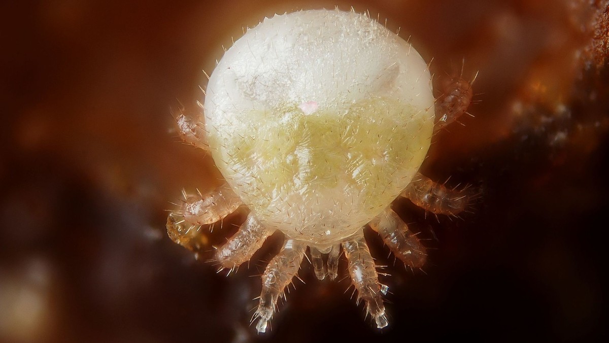 Ten gatunek roztoczy nazywa się Varroa destructor, niszczycielski. Pasożyt ów osiedla się w gnieździe pszczół i wysysa owady. Zdaniem ekspertów Varroa destructor ponosi główną winę za wymieranie pszczół. Teraz jednak przychodzi ratunek, i to z zupełnie nieoczekiwanej strony.