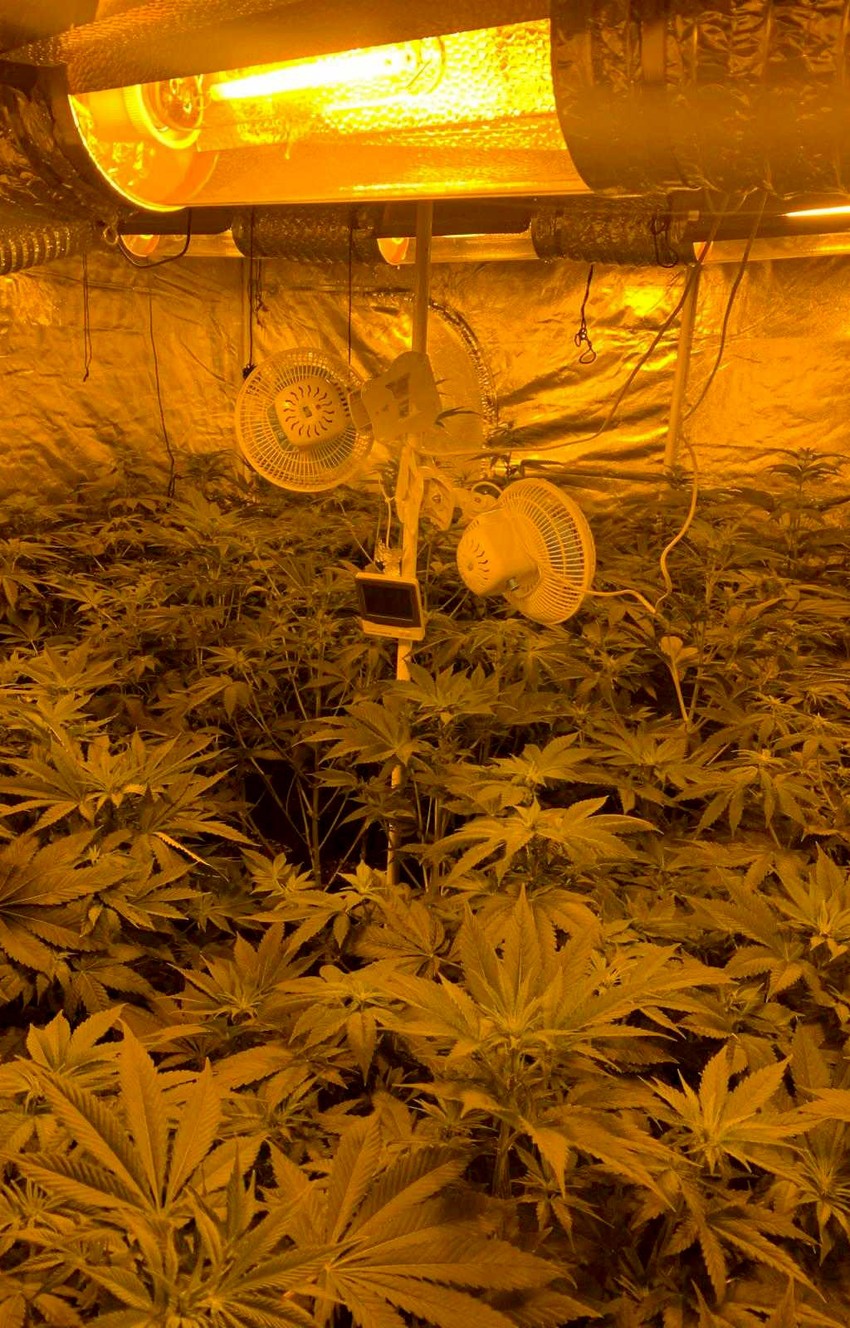 Laboratorija marihuane u Kragujevcu